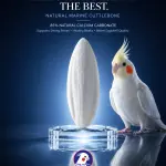 100 grms-Natural Marine Cuttlebone – Premium Calcium Supplement for Birds