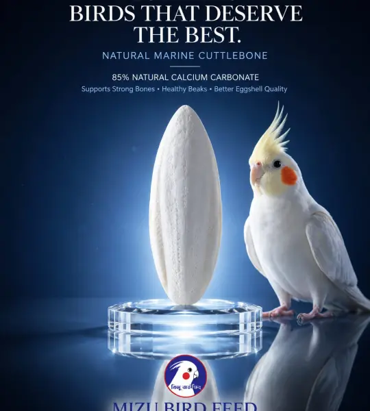 100 grms-Natural Marine Cuttlebone – Premium Calcium Supplement for Birds